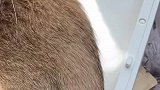 正经的小公猫应该不会做这个动作吧
