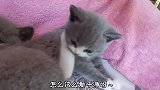 二萌小时候也很萌的，小六就是二萌的翻版