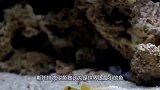 世界最小鱼类，被叫做“胖婴”寿命仅两个月
