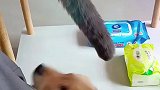小金毛咬猫咪尾巴，遭到个嘴巴子的痛击