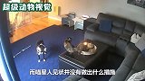 猫咪正在和狗狗玩耍，不料尾巴被火烧着，还一脸淡定的看着