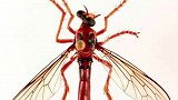 “漫威宇宙”家族苍蝇舔新成员：科学家发现新品类 命名为“死侍”
