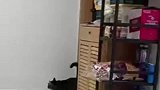 我家猫真的会后空翻，不信你来看看