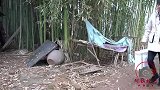情感剧:弟弟每年回家探亲,姐姐都送他一袋红枣,有空常回家看看