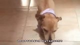 猪：你难道忘了我是一头猪了吗？