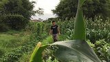搞笑片段：如何预防害虫入侵果园，小伙放了这个设备，非常管用