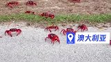什么情况啊？整条马路都爬满了红色螃蟹，密集恐惧症看了都发怵！