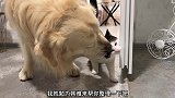 金毛犬帮家里的猫咪清理身体，被嫌弃狗有口臭