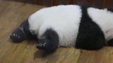 熊猫宝宝装“胖海豚，这小短腿太可爱了！