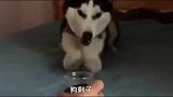 二哈的傻病又严重该吃药了，为何它抗拒治疗，实在太搞笑了！