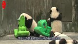 熊猫宝宝想爬到木马车上去，奈何身子太笨拙，镜头记录搞笑过程