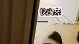 快去看看你家衣柜里有没有创作灵感 萌宠出道计划 萌宠 猫