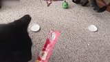 你这主人还真是坏呢，拿个普通的纸逗猫咪，真是太搞笑了！