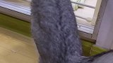 我家的小猫咪生了，五只