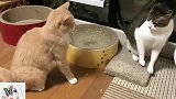 橘猫：你看啥狸猫：看你咋的橘猫：信不信我弄你