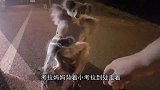 狗子出门散步，却背着考拉宝宝回家，狗：散个步多个儿子？