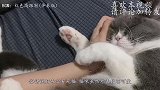 主人到处找不到猫，忽然听到一阵猫叫声，看清后笑喷了