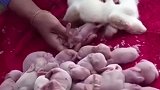 小兔兔产量这么高吗