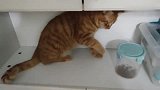 橘猫一心要把装着猫粮的盒子打开，认真的样子真的太萌了！