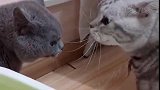 猫：兄弟你啥意思，你是想给我争宠么！