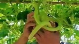 男子把瓜绑成天鹅形状，原来瓜真的可以强扭