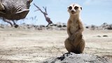 猫鼬全体出动包围了一只疣猪，疣猪：大兄弟，让我干什么直说就是