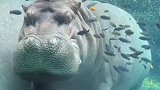 一动不动地在水里，是避水金晶兽吧？
