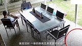 男子在后院玩手机，一旁狗狗忽然发现不对劲，快速上前狂吠！