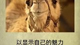 骆驼的撩妹方式还真独特.