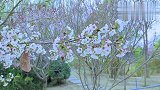 兰州黄河边最后的花季了。。