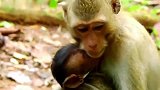 猴姐给了孤儿猴妈妈的爱，感谢它