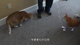 主人买了个充气猫回来，不料橘猫当场怒了，猫咪妖孽，哪里逃！