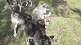 美食四周遍布胶带，哈士奇会如何抉择看完不笑算我输！