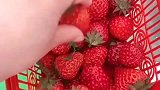 我买的草莓，婆婆买的草莓，网友你老公没他老公有钱！