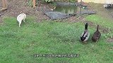 这只母鸭误入公鸭群，很快就站不起来了，太惨了