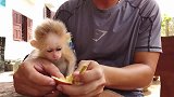 小黄猴一本正经地看着蚱蜢，真有趣！