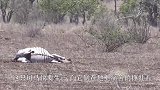 斑马快要生产了，倒在地上痛苦地挣扎，此时，一群秃鹫飞了过来