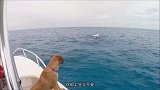 狗狗与海豚成好友，骑海豚海中冲浪！
