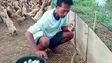 作为养鸭人最开心的莫过于每天捡鸭蛋时的兴奋