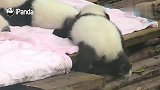 熊猫：如果感到幸福你就拍拍jio！