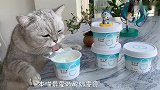 猫咪做的渐变慕斯，你们敢吃吗？网友：这爪爪一定埋过屎吧！