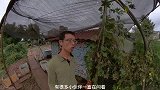 安岳草莓哥建议阳台上种植草莓最好这样选择草莓苗，究竟为什么