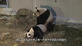 世界上唯一不是中国的大熊猫，再也无法回到祖国，原因让人心痛