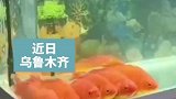 金鱼在鱼缸内排成一排，竟目不转睛地看起了电视