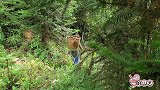 割了2天蜂蜜，终于知道山里的蜂蜜和养殖蜂蜜的不同之处，真厉害