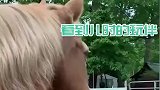 马儿时隔多年再见儿时玩伴，面对主人讯问疯狂点头