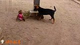 猴狗搏斗，看究竟谁胜谁负