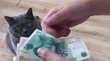 猫：铲屎的，给我两张钱我去买小鱼干！