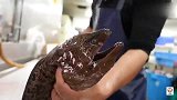 高端海鲜，水族馆才能见到的深海黑鳗鱼，现杀现做生鱼片，太鲜美