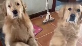 两只金毛为了争宠，比着献殷勤，还互相拆台，笑死人不偿命